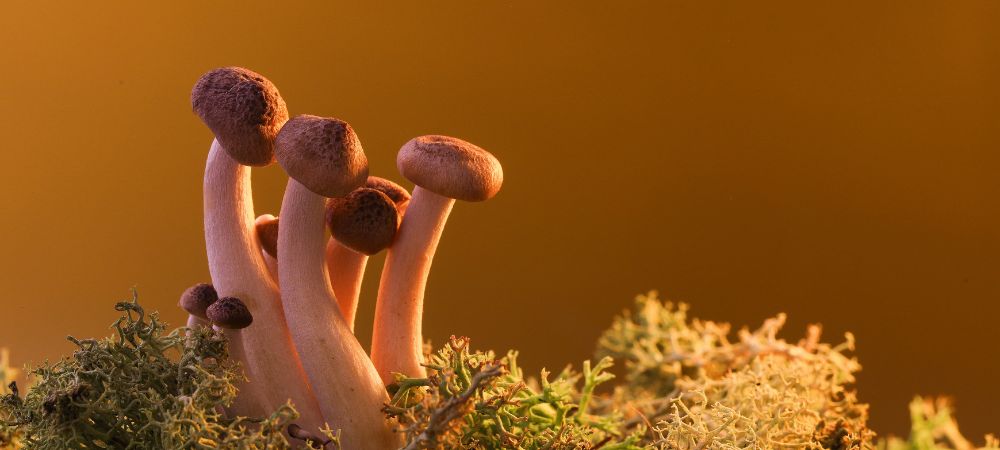 variétés de champignons magiques