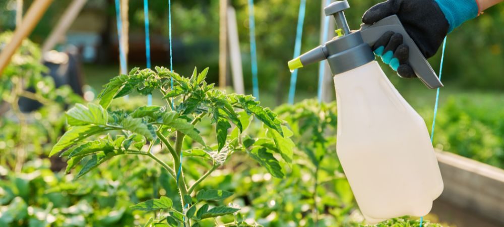 savon potassique et huile de neem