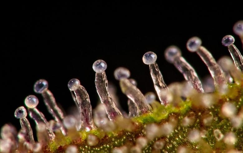 Actualités sur le cannabis