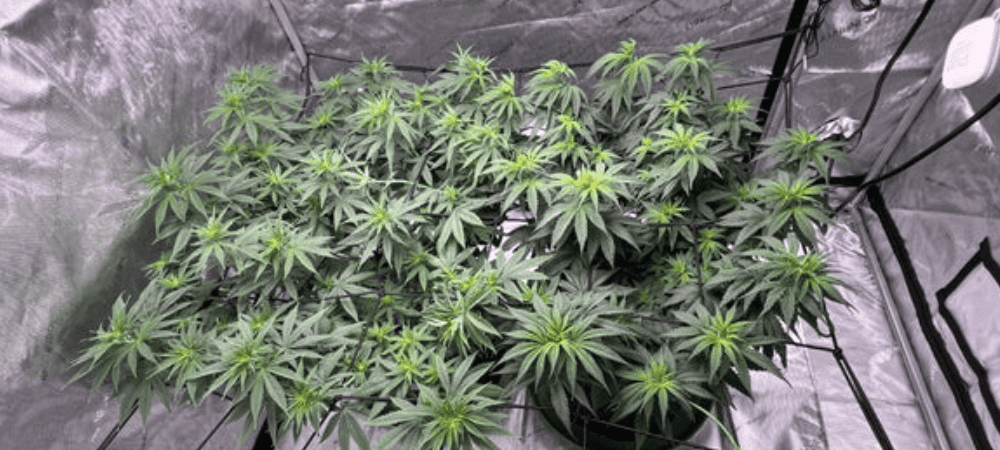 Culture de cannabis en intérieur dans une box de culture. Plantes en phase végétative