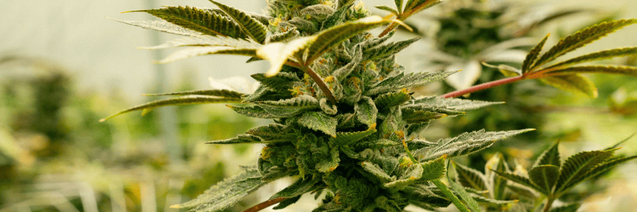 Guide complet de la culture du cannabis en intérieur pour débutants