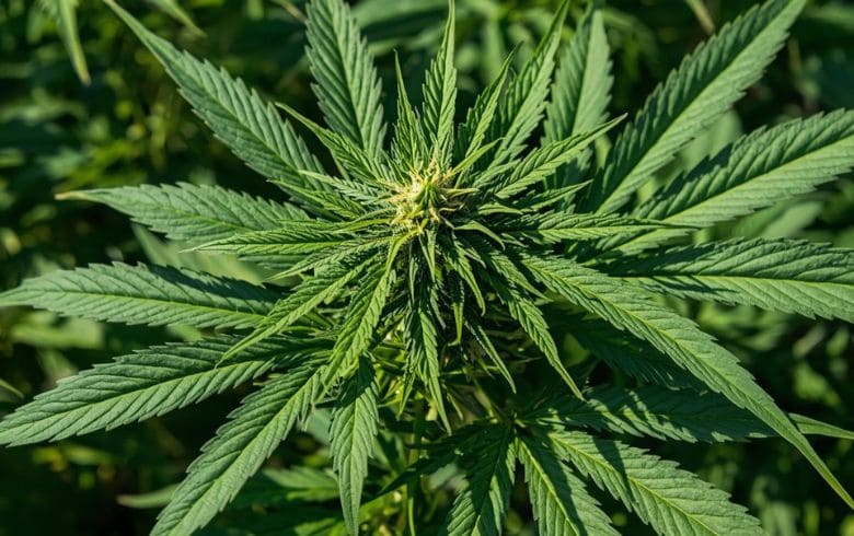 Actualités sur le cannabis