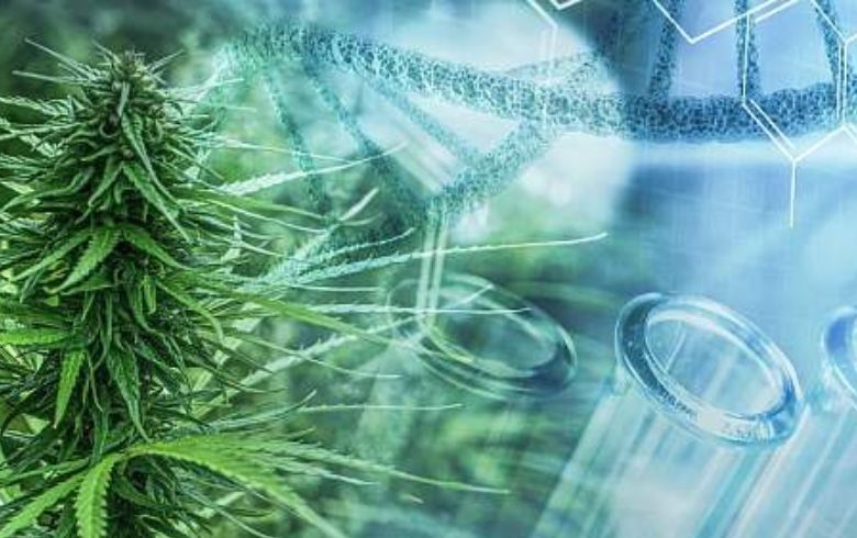 Actualités sur le cannabis