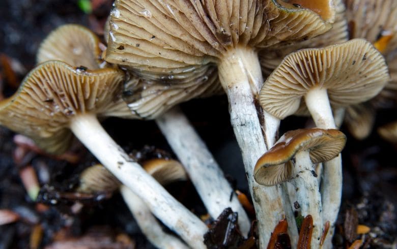 Actualités sur le cannabis