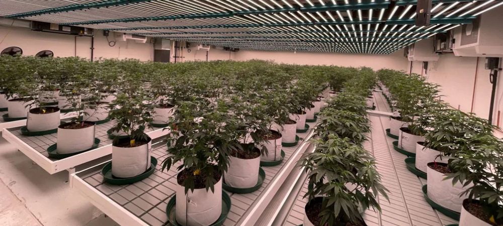 Culture de cannabis en intérieur avec éclairage LED à spectre uniforme, montrant des plantes en croissance contrôlée sur des tables surélevées