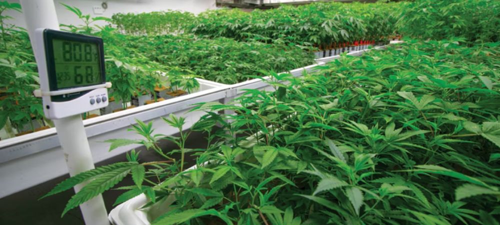 Plantes de cannabis en intérieur avec un thermohygromètre indiquant la température et l'humidité, soulignant l'importance du contrôle environnemental dans la culture