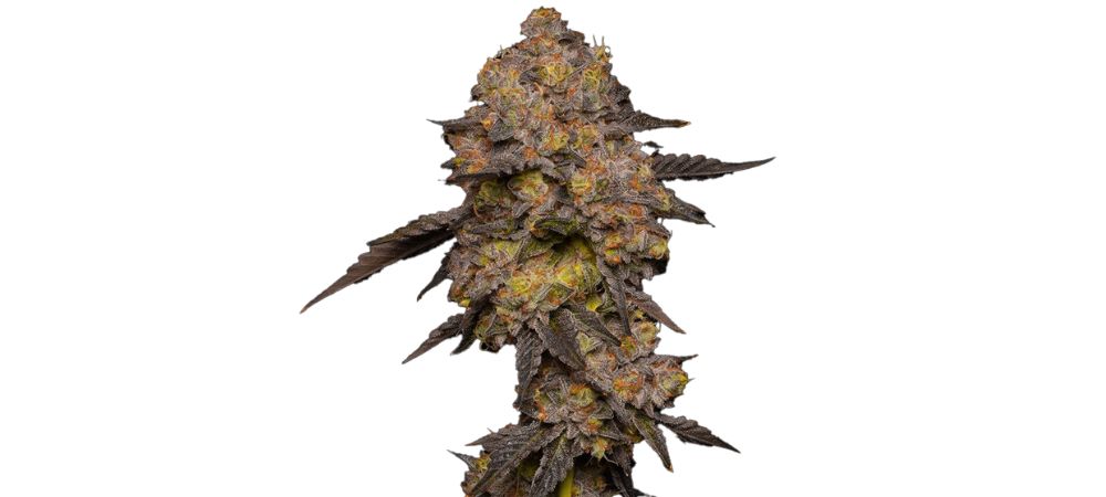 Tête de cannabis Gary Payton avec une structure compacte