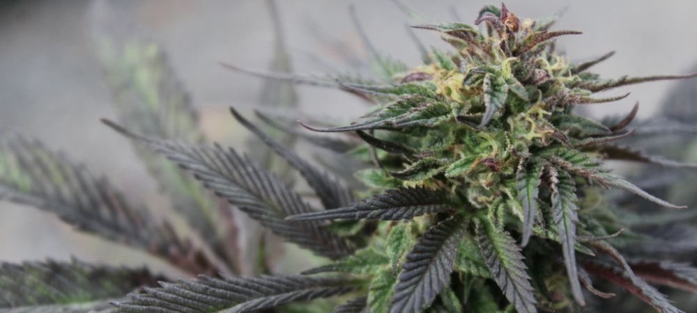 Plante de cannabis Gary Payton en phase de floraison avec des teintes sombres et une résine abondante