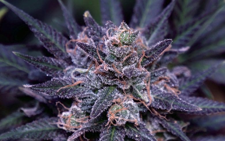 Primer plano de cogollo de marihuana azul con tonos morados intensos, alta densidad de tricomas y pistilos anaranjados