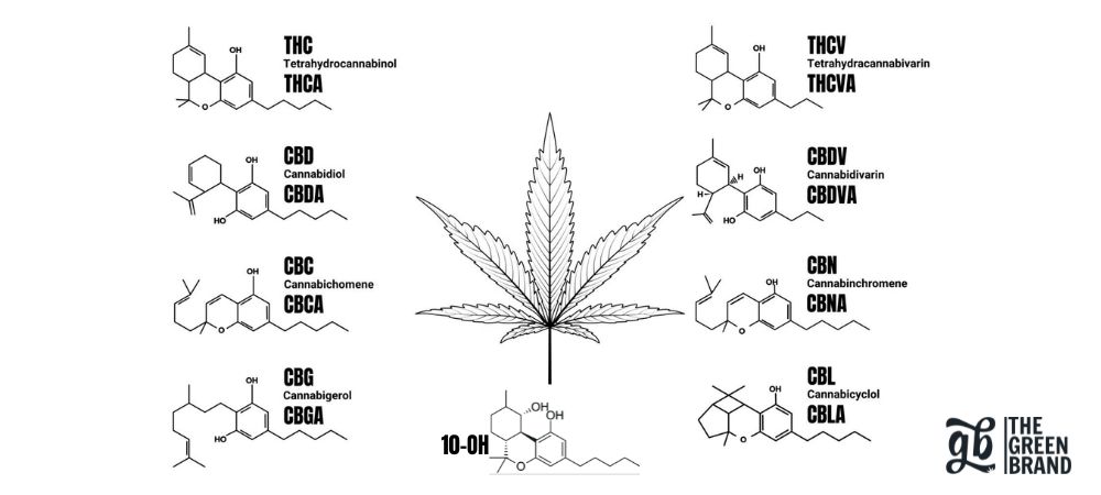 Comparaison du 10-OH avec d'autres cannabinoïdes pour expliquer ce qu'est le 10-OH