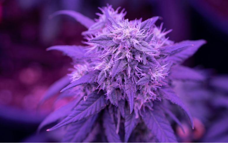 Actualités sur le cannabis Actualités sur le cannabis