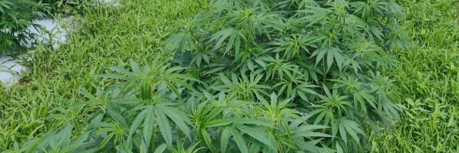Influence de la génétique sur la culture du cannabis : rôle de la graine et rôle de l&rsquo;environnement
