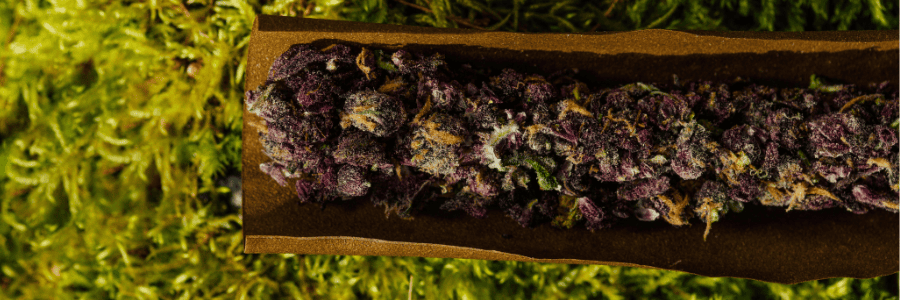 Purple Kush : génétique, saveur et culture