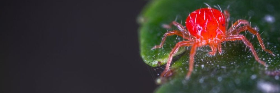 Le meilleur insecticide pour araignée rouge
