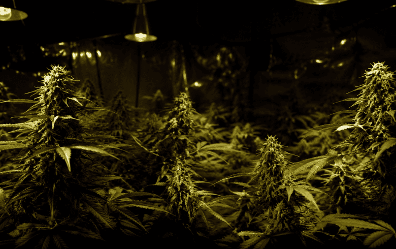 Actualités sur le cannabis Actualités sur le cannabis