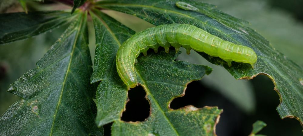 Chenilles vertes sur une feuille en état de décomposition avancée suite à des morsures.