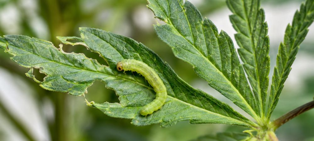 
chenille vert sur une feuille en état de décomposition avancée suite à des morsures.