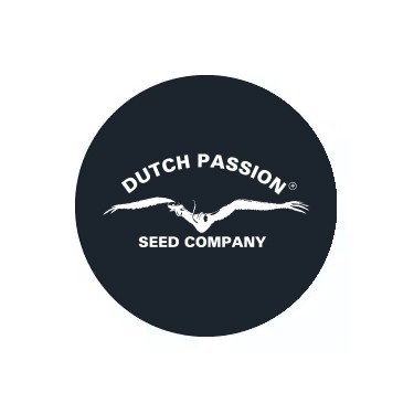 Dutch Passion régulières