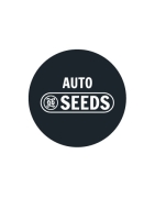 Graines Autofloraison en Gros