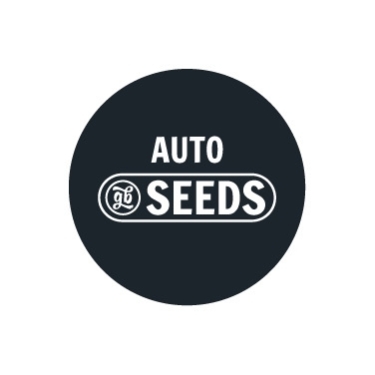 Graines Autofloraison en Gros