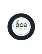 Ace Seeds féminisées