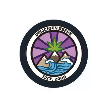 Delicious Seeds Autofloraison