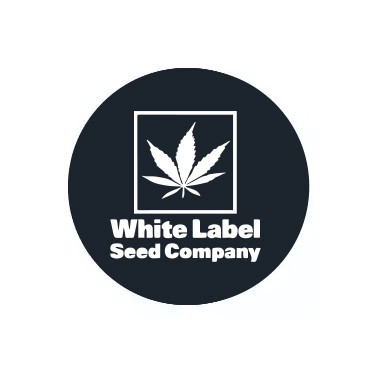 White Label Autofloraison