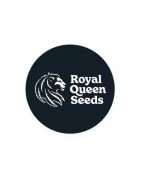 Royal Queen Seeds Autofloraison