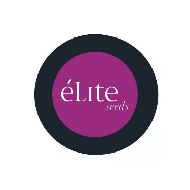 Élite Seeds Autofloraison