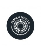 Tropical Seeds Co. féminisées
