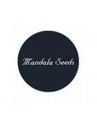 Mandala Seeds féminisées