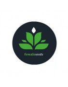 Graines autofloraison Female Seeds