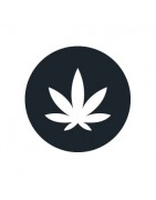 Cannabis indica