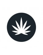 Cannabis sativa