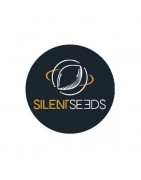 Silent Seeds Autofloraison