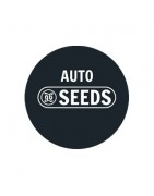 Graines Autofloraison en Gros