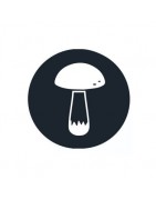 Champignons hallucinogènes