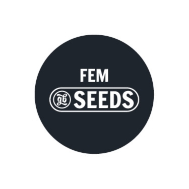 Graines en vrac feminisées