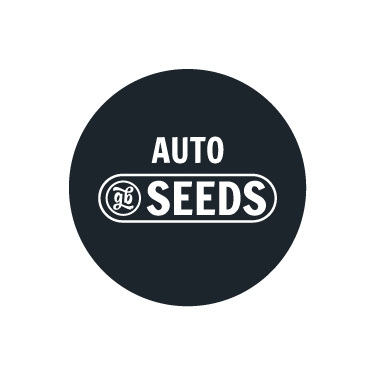 Graines Autofloraison en Gros