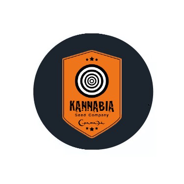 Kannabia Seeds Autofloraison