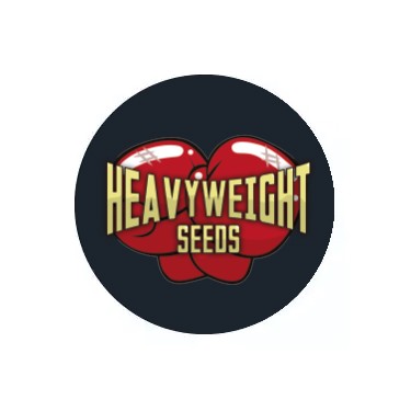 Heaviweight Seeds féminisées