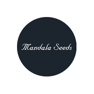 Mandala Seeds féminisées