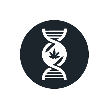 Génétiques de cannabis