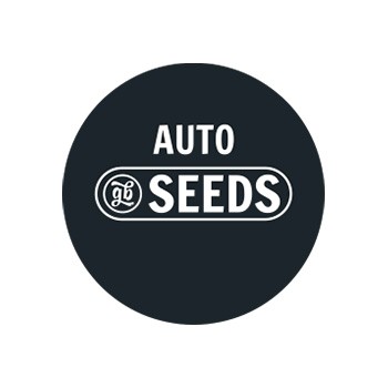 Graines Autofloraison en Gros