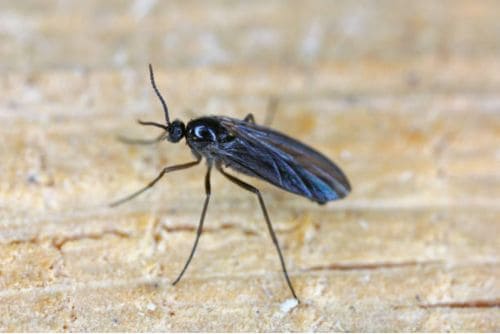 Traitement mouche du terreau